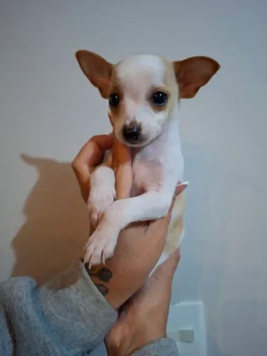 Vendo Pinscher macho  tamanho 1, com dois meses, pais  no local."