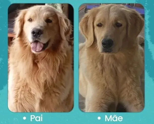 FILHOTE DE GOLDEN RETRIVER