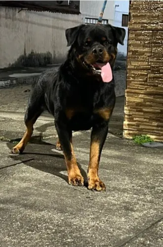 Rottweiler