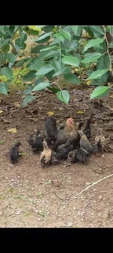 Linda Galinha garnize com 17 pintinhos 