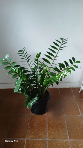 Planta Zamioculca verde