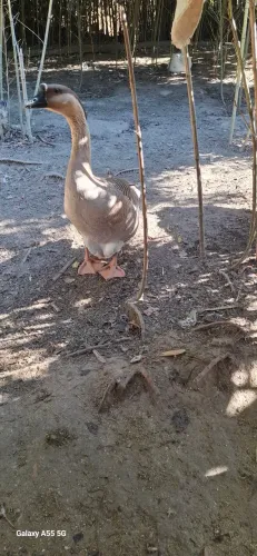 Gansa Africano fêmea parda!!