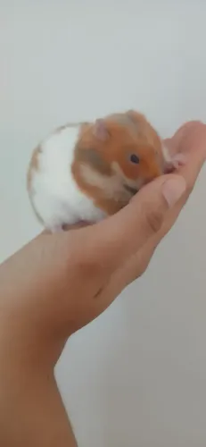 Hamster sírio