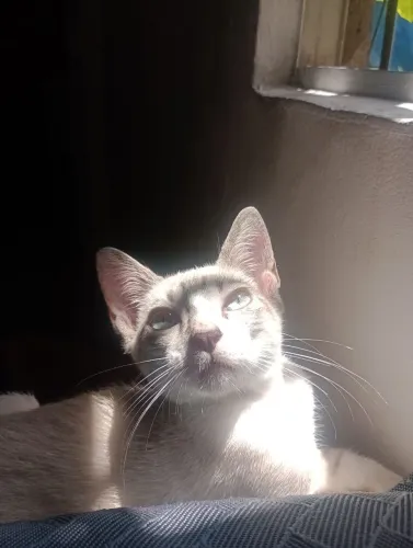 Doação gato macho