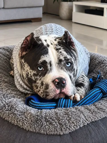 american bully filhotes de alto nivel