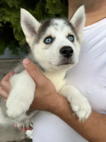 Oportunidade!!! Husky Siberiano Macho | Vacinado e Vermifugado