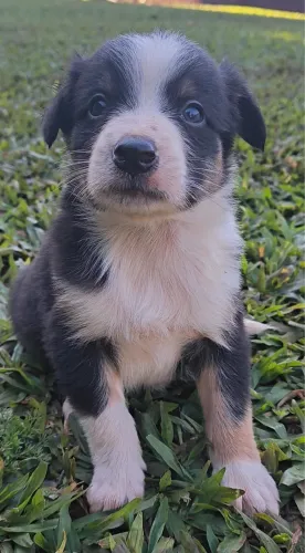 Border Collie Machos Puros