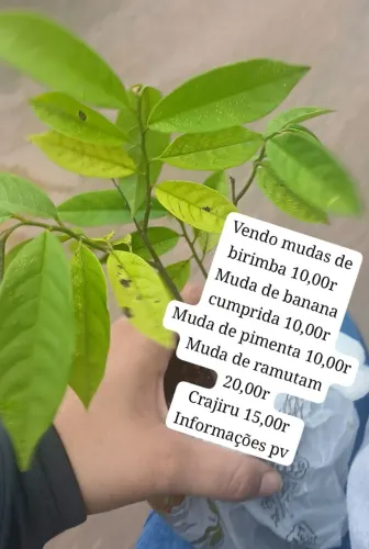 VENDO MUDAS DE PLANTAS