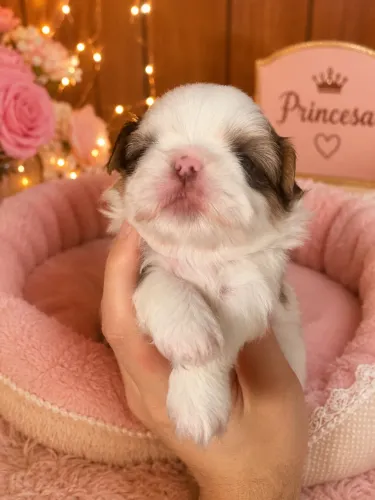 Filhotes de shi tzu 
