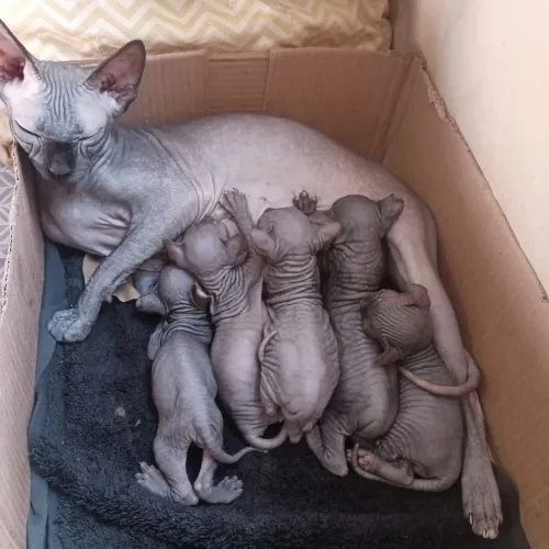 Filhotes de gato Sphynx(Egípcio).