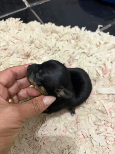 Pinscher 