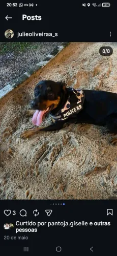 Doa-se rottweiler fêmea
