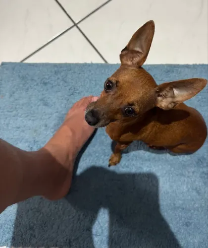 Pinscher a procura de namoradinho