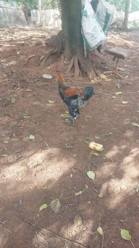 Brahma perdiz