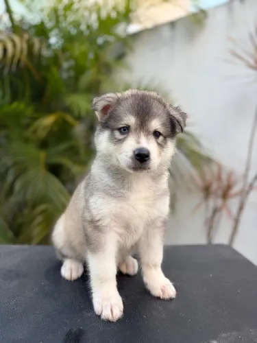 Husky siberiano fêmea