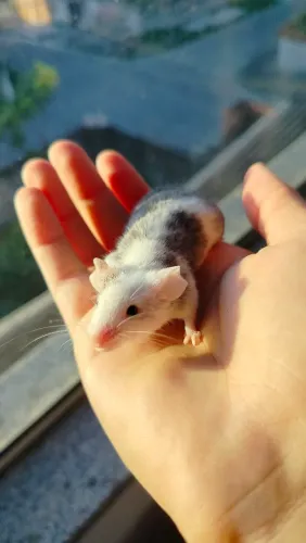 Filhotinhos de camundongo pet