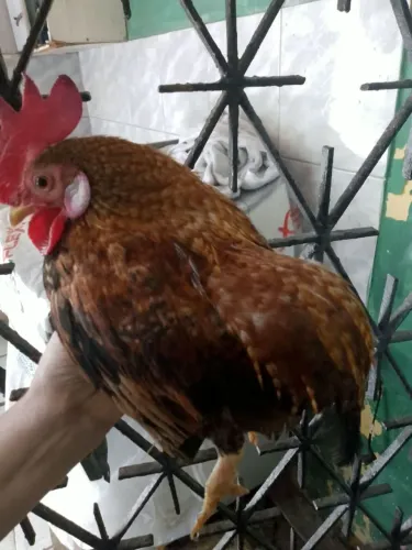 Vendo galos nagazak
