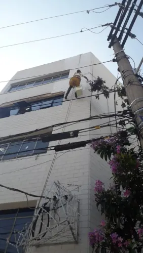 Pintor cordeiro disponível