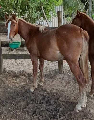 Potro Quarto de Milha x Paint Horse