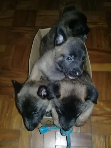 Vendavenda filhote de pastor belga de malinois