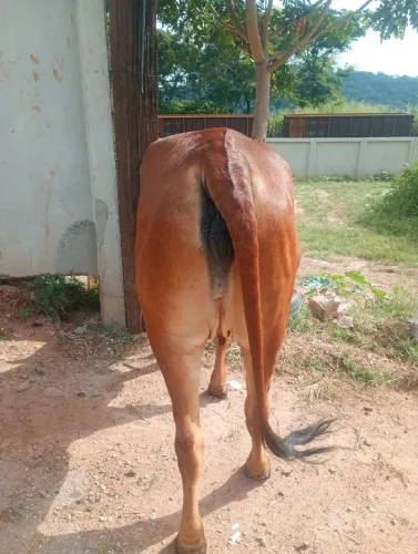 Vendo uma novilha e um touro 