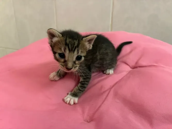 Gatinhos para Adoção Responsável somente após o desmame