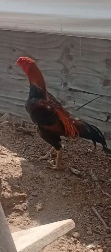 Galo