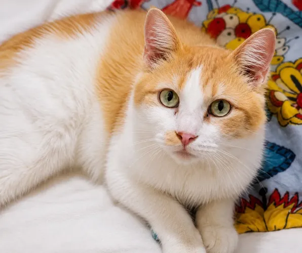 Gato laranja castrado e vacinado Fiv positivo 