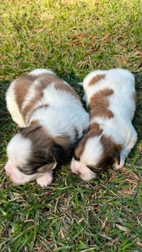 4 Shih-tzu fêmeas