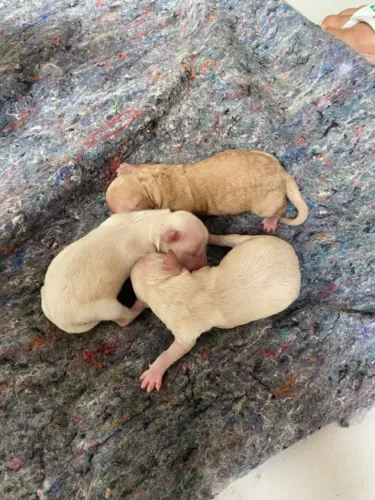 Lindas cachorrinhas poodle pra vende valor 1200 cada e so fala pelo zap comigo *51
