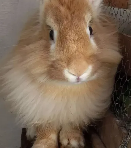 Doação de coelhos casal