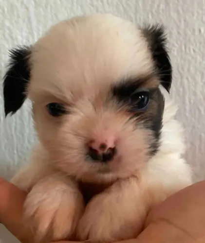 Filhotes Shih tzu