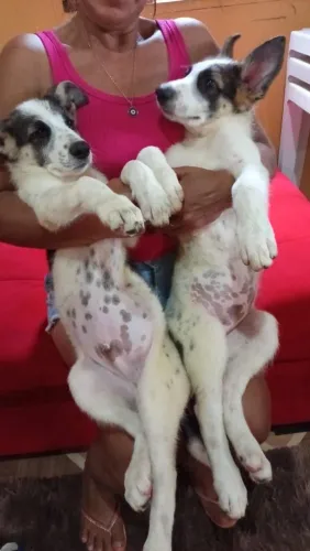 Filhotes panda shepherd 3 meses pastor alemão geneticamente raros ! 
