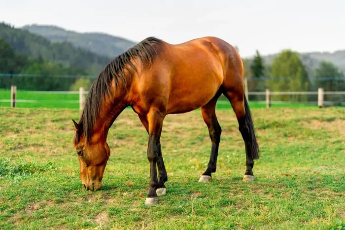 Doa-se cavalo