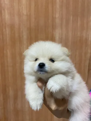 Lulu da Pomerania