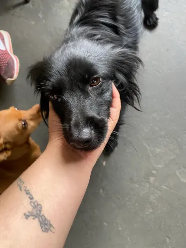 Doação de cachorro