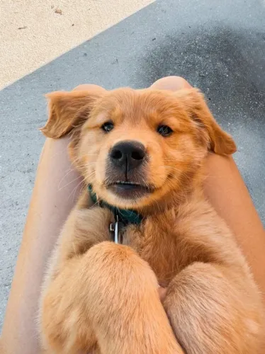 Filhotes de Golden retriever | Um cachorro para espalhar alegria.