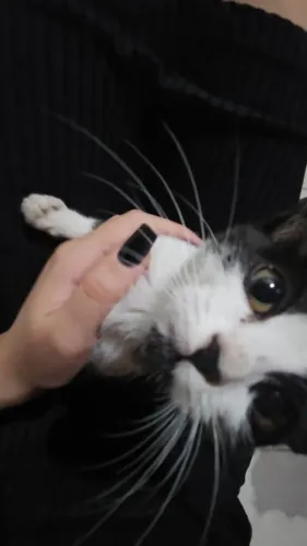 Doação de Gatinho.