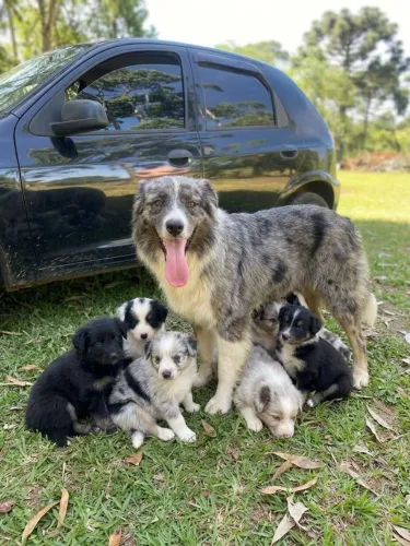 Filhotes border collie
