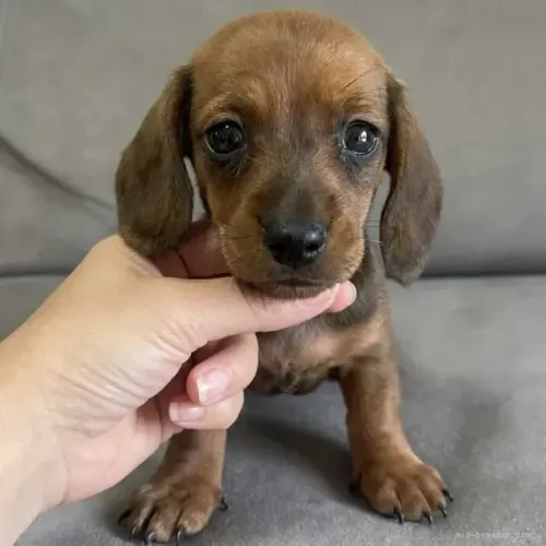 Filhote de cachorro lindo e brincalhão Teckel/Dachshund/Salsicha/Salsichinha/Basset/Cofap