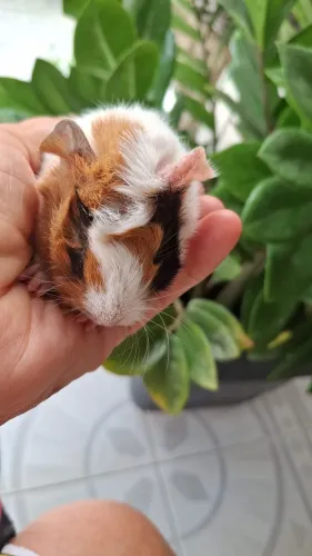Vendo filhotes de porquinho da Índia 