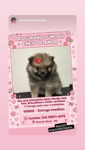 Vendo lulu da pomerania micro ?
