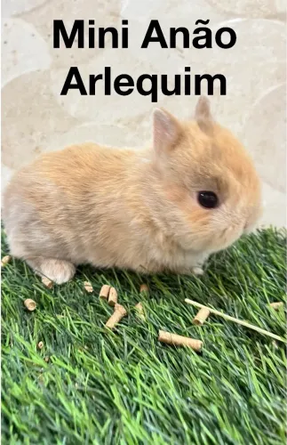 Mini anão