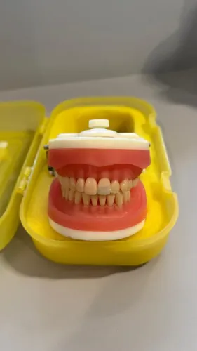 Manequim Pronew para Dentística