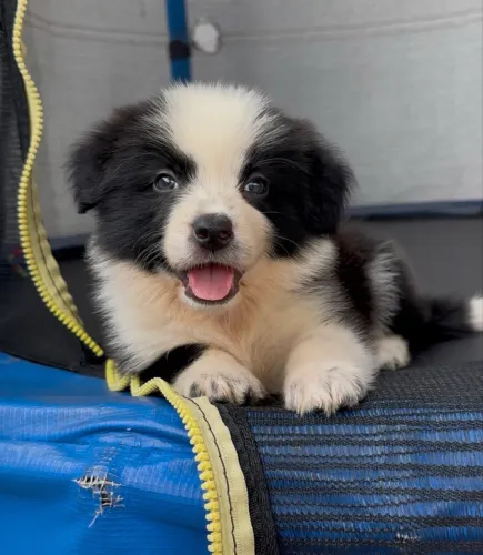 Fêmea e macho border collie