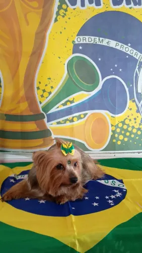 Preciso de tosador (a)
