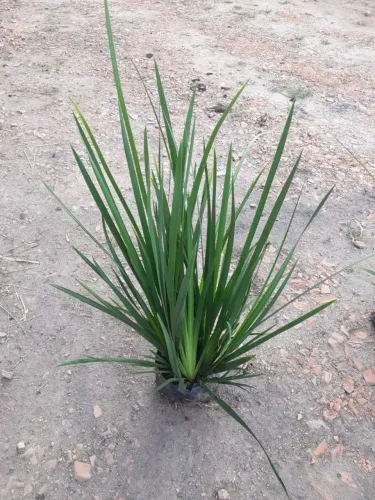 Moréia branca flores plantas