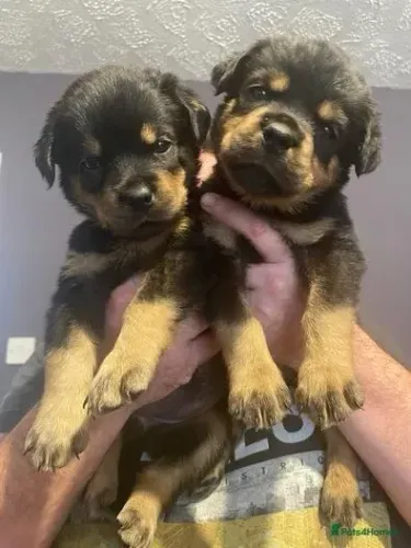 Neném rottweiler de linhagem selecionada saudável e dócil