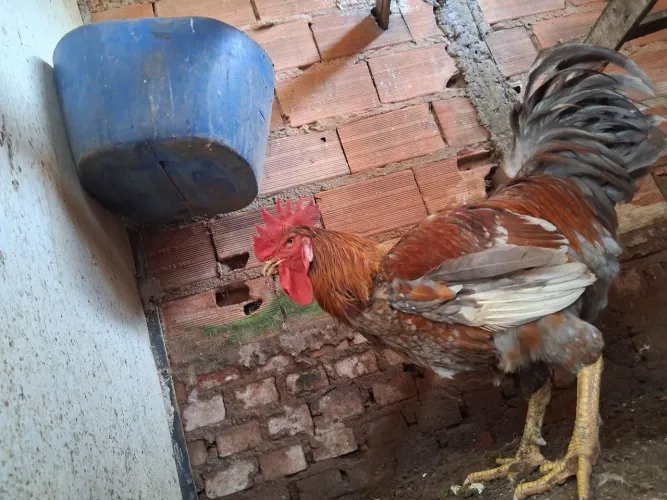 Galo e galinha matriz GSB novos ja galando