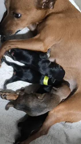 Filhote de pinscher N°1